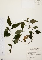 臺灣鱗球花藏品圖，第1張