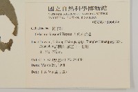 大葉南蛇藤藏品圖，第2張