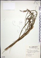 扭鞘香茅藏品圖，第1張