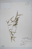 山橙藏品圖，第1張