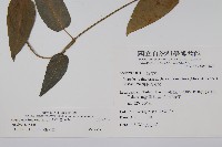 絨毛芙蓉蘭藏品圖，第2張