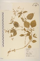 狗骨仔藏品圖，第1張