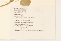 狗骨仔藏品圖，第2張