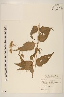 田代氏澤蘭藏品圖，第1張