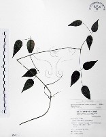 柱果鐵線蓮藏品圖，第1張