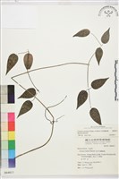 柱果鐵線蓮藏品圖，第2張