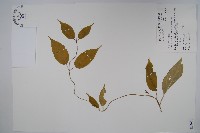 臺灣華他卡藤藏品圖，第1張