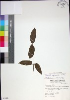 麥氏鐵線蓮藏品圖，第1張