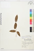 麥氏鐵線蓮藏品圖，第2張