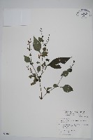 曲莖馬藍藏品圖，第1張