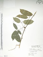 石月、橢圓葉石月藏品圖，第1張