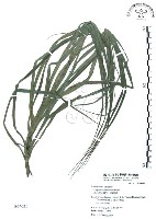 山露兜、山林投、林投舅藏品圖，第1張