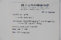 鐵冬青藏品圖，第2張