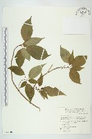 臺灣青莢葉藏品圖，第1張