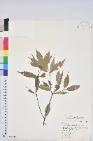 錐果櫟藏品圖，第1張