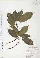 雀榕藏品圖，第1張