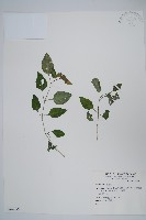 登錄號:S064656藏品圖，第1張