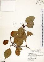 白榕、垂榕藏品圖，第1張