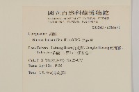 艾納香藏品圖，第2張