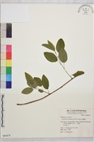 阿里山黃鱔藤藏品圖，第1張