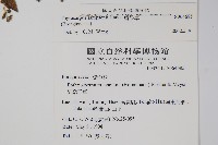 盾果草藏品圖，第2張