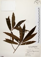 大明橘藏品圖，第1張