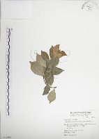 絡石藏品圖，第1張