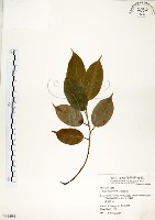 白榕、垂榕藏品圖，第1張