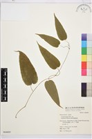 薄單葉鐵線蓮藏品圖，第1張