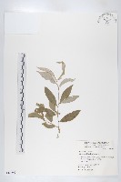 藤胡頹子藏品圖，第1張