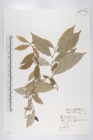 藤胡頹子藏品圖，第1張