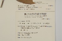 福建賽衛矛、福建假衛矛藏品圖，第2張