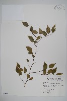 太魯閣千金榆藏品圖，第1張