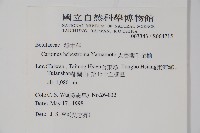 太魯閣千金榆藏品圖，第2張