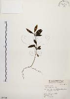 大明橘藏品圖，第1張