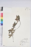 金毛杜鵑藏品圖，第1張