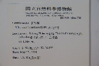 呂宋莢迷藏品圖，第2張