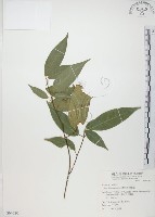 樟葉槭, 飛蛾子樹藏品圖，第1張