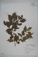 臺灣糊樗藏品圖，第1張