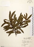 黃肉樹, 小梗木薑子藏品圖，第1張