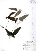 森氏鐵線蓮藏品圖，第1張