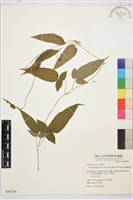 森氏鐵線蓮藏品圖，第2張