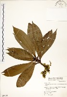 大葉楠藏品圖，第1張