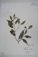 糊樗藏品圖，第1張