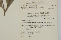 福建賽衛矛、福建假衛矛藏品圖，第2張