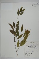 阿里山冬青藏品圖，第1張