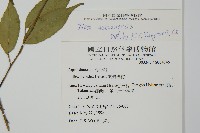 阿里山冬青藏品圖，第2張