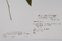 銀脈爵床藏品圖，第2張