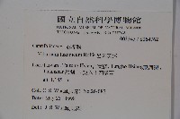 呂宋莢迷藏品圖，第2張