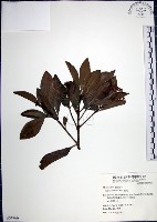 樹杞藏品圖，第1張